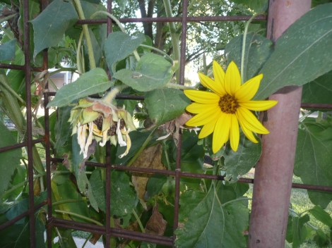 aug 2 sunflowers 012