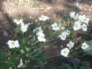 october9 around the yard 023