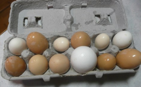 Mar 9 13 eggs 004