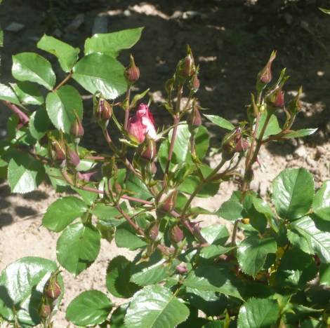 April 14 flowers 005