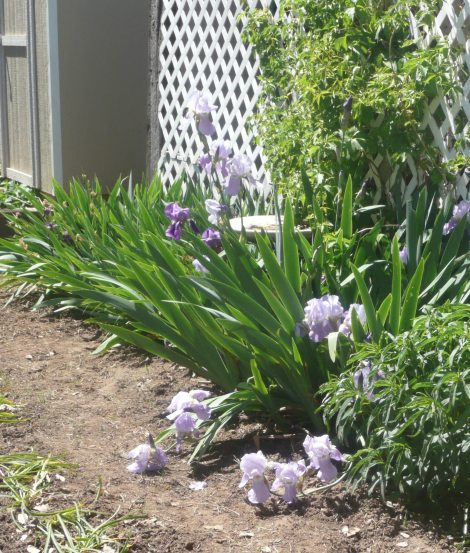 April 14 flowers 014