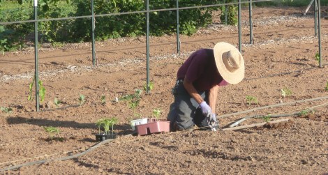 April 22 - planting 007