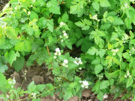 April 5,  grapes & berries 001