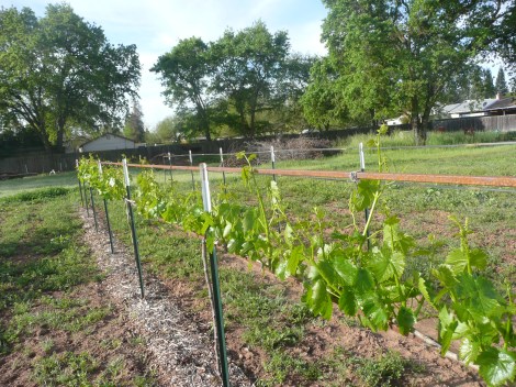 April 5,  grapes & berries 002