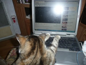 cats and compter 001