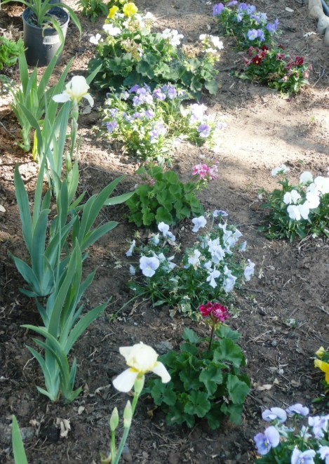 May 22 peg's iris 001