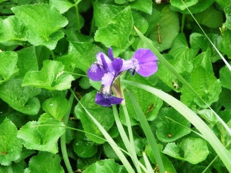 May 6 garden velma 017