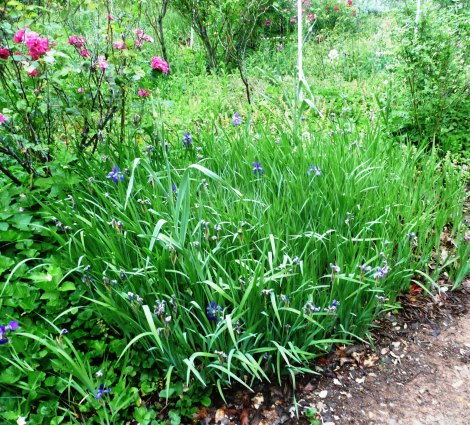 May 6 garden velma 018