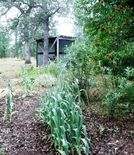 May 6 garden velma 026