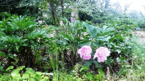 May 6 garden velma 033