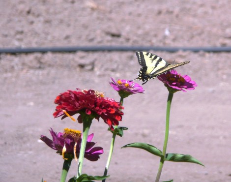 July 19 butterfly and signs 003