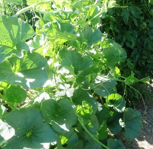 July 8, dipper gourd 003