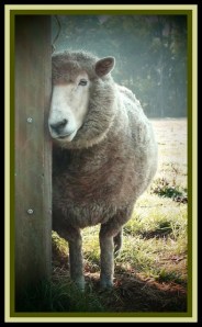 sheep4