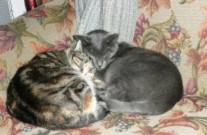 jan 13 cozy hair ball