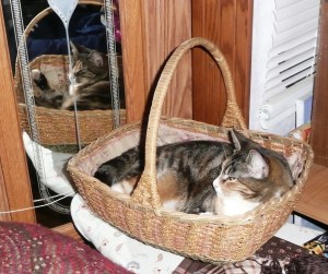 griz in basket 001 (1)