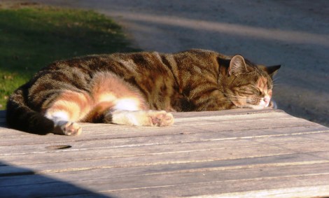oct  19 nap in the sun