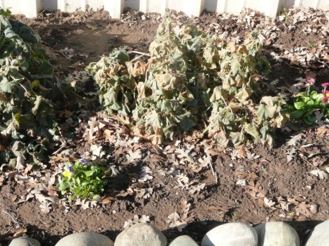 dec 9 frost, end of garden 005