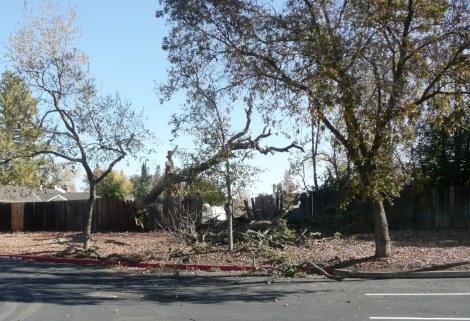 nov 22 fallen tree 001