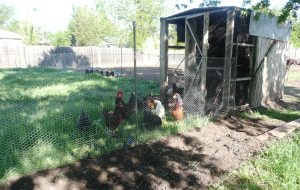 apr5 moving chickens 009