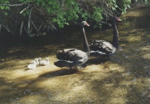 black swan