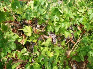 july 15, pics from Gma c 021