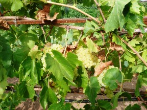 july 15, pics from Gma c 022