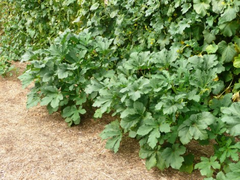 july 15, pics from Gma c 025