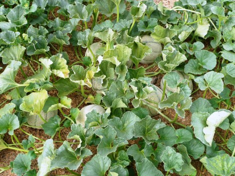 july 15, pics from Gma c 026