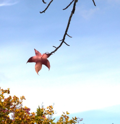 last leaf 11-21-11 003