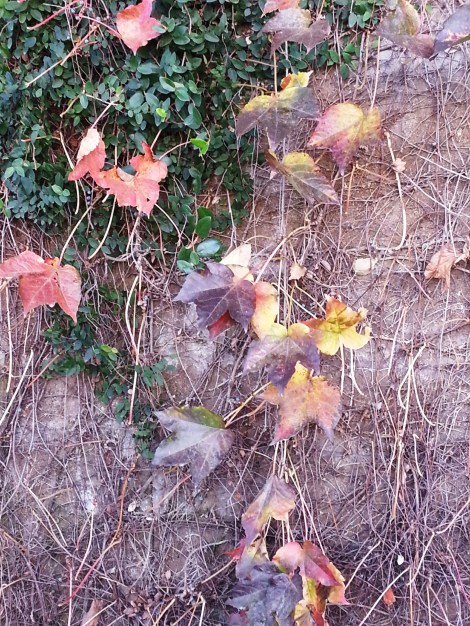 Dec 6 leaves