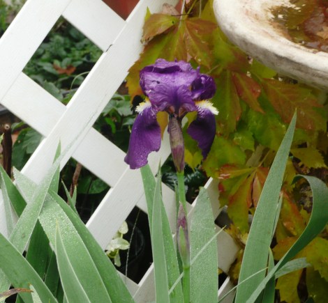 iris   nove 2011 002