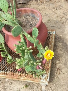cactus